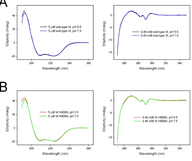 Figure 3.4:  The far and near UV spectra of wild-type Vt and Vt H906A were compared at  pH 5.5 and 7.5 to assess pH dependent conformational changes
