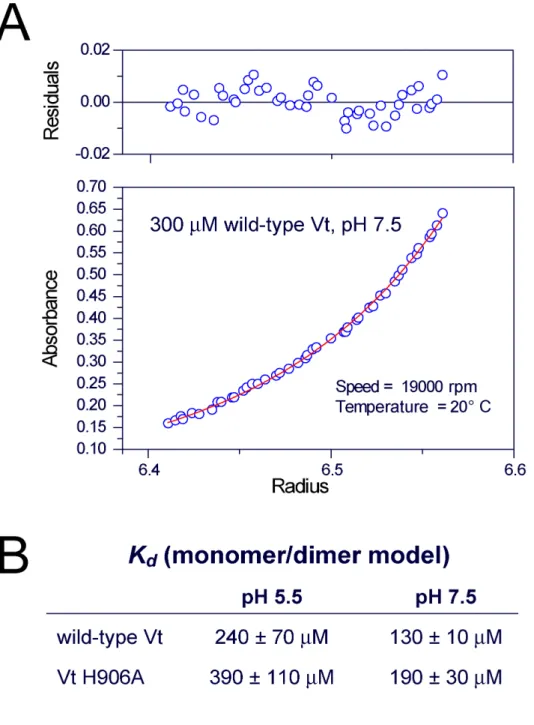 Figure 3.6:  Analytical ultracentrifugation (AUC) studies were conducted on both wild-type  Vt and Vt H906A to quantify Vt self-association