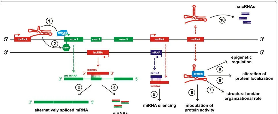 Figure 3 Schematic illustration of lncRNAs functioning.(8)respectively. LncRNA is able to hybridize to the pre-mRNA and block recognition of the splice sites by the spliceosome, thus resulting in analternatively spliced transcriptsiRNAscan modulate the act
