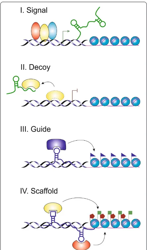 Figure 4 Schematic diagram of the four mechanisms ofand other proteins away from chromatin or they can function asdecoy for miRNA target sites.modifying enzymes to target genes and therefore function asguides.lncRNAs functioning