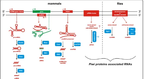 Figure 2 Short ncRNAs biogenesis pathways.