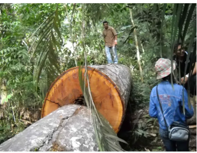 Figure	  6:	  Mapping	  Logging	  in	  Renascer 