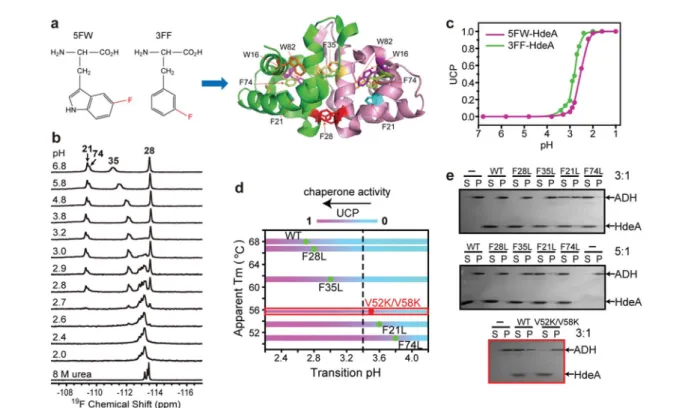 Fig. 1 Relationship between pH-induced conformation transition and function. (a) 19 F-labelled tryptophan (5FW) and phenylalanine (3FF) and the labelling sites on the dimer (PDB: 1DJ8)
