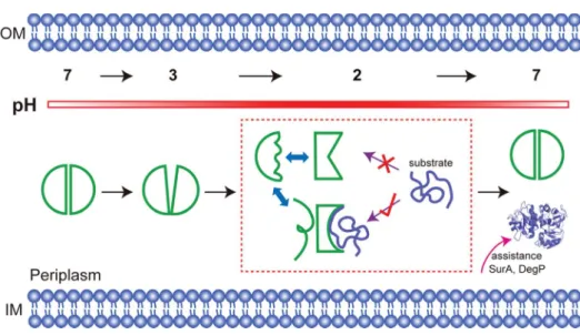 Fig. 4 Activation mechanism. On decreasing the pH from 7 to 3, HdeA becomes a loosened dimer, and dissociation begins at the top of the interface
