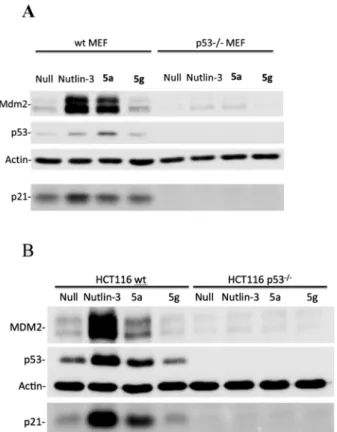 Table  4.  Fluorescence Polarization Assay