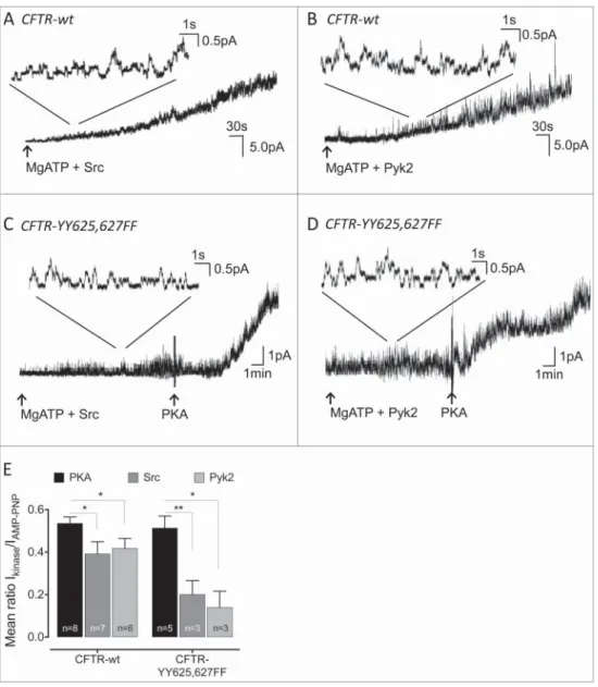Figure 2. Effect of Src and Pyk2 on activity of the CFTR double mutant YY625,627FF. (A–D): Effect of Src (A &amp; C) and Pyk2 (B &amp; D) on channel activity in patch excised from cell expressing wt (A&amp;B) or YY625,627FF (C &amp; D) CFTR
