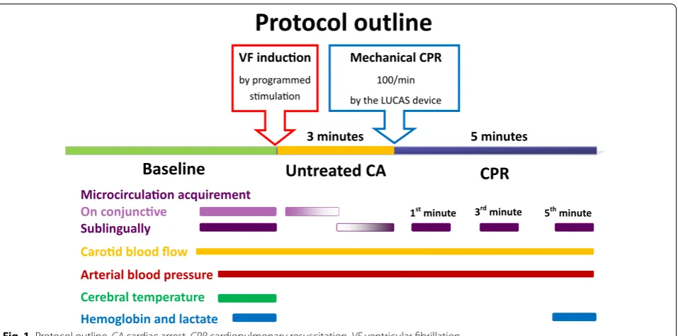 Fig. 1 Protocol outline. CA cardiac arrest, CPR cardiopulmonary resuscitation, VF ventricular fibrillation