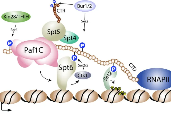 Figure 2. H3K36me-interacting proteins in budding yeast and humans