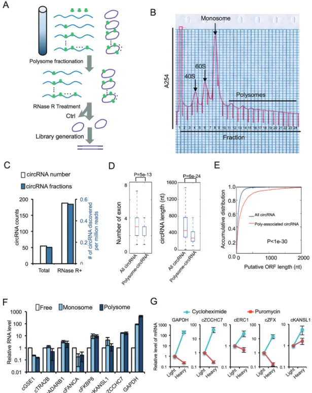 Figure 5 Systematic discovery of circular mRNA in human cells. (A) Schematic diagram of polysome-bound circRNA-seq pro- pro-tocol