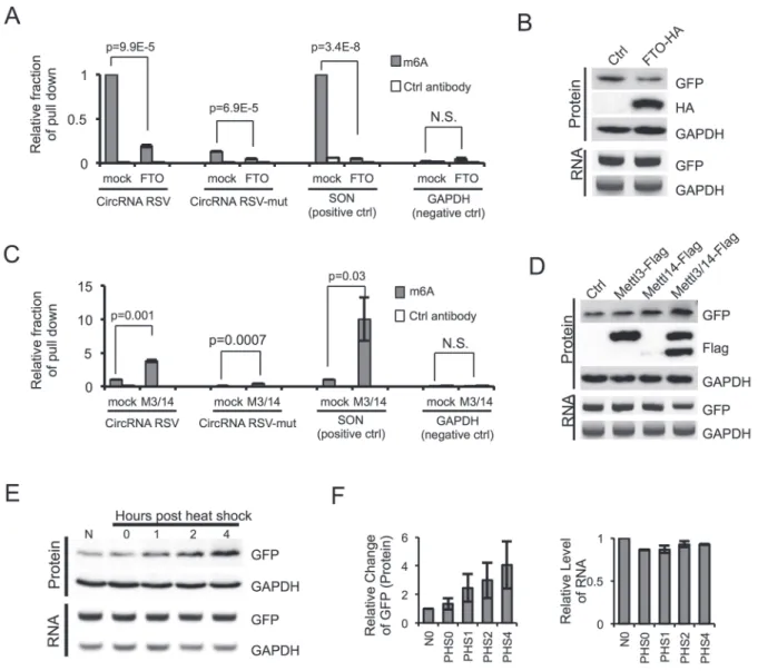 Figure 2 Methylation of circRNA affects translation efficiency. (A) m 6 A in circRNA is reduced by FTO