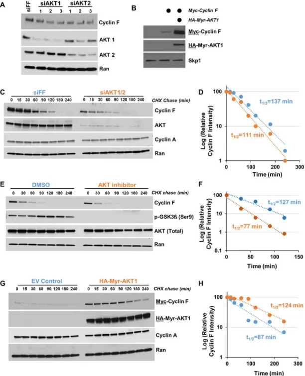 Figure 2. Cyclin F stability is regulated by the AKT activity