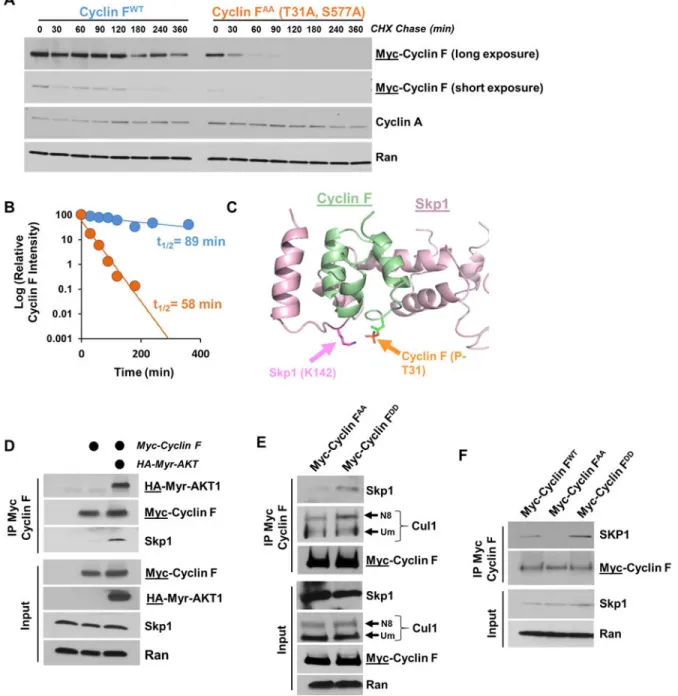 Figure 3. SCF(Cyclin F) assembly is regulated by AKT phosphorylation