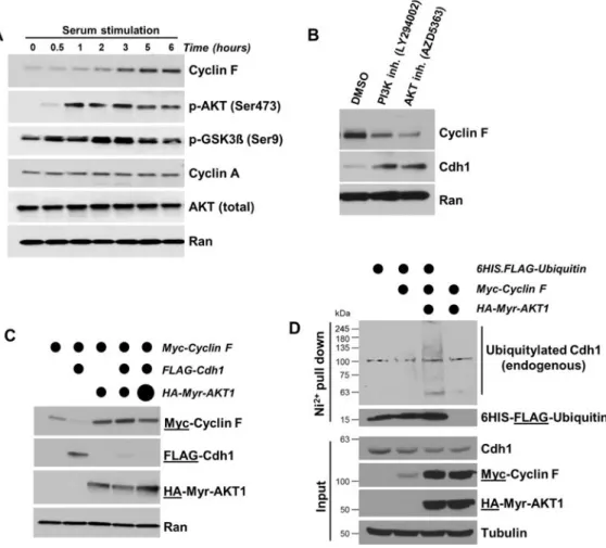 Figure 4. AKT promotes E3 ligase activity SCF(Cyclin F)