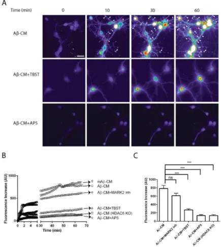 Figure 3. Aβ-oligomer induced neuroinflammatory stress promotes calcium dysfunction in an  HDAC6-dependent manner