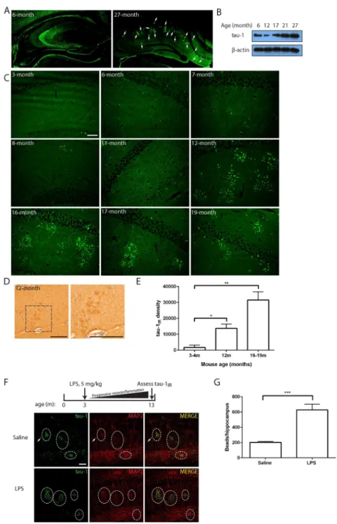 Figure 4. Neuritic tau-1 IR  clusters accumulate in vivo during aging or neuroinflammatory stress (A) Young (6-month) or old (27-month) wild type mouse brains were analyzed by confocal  microscopy using the tau-1 antibody (green)