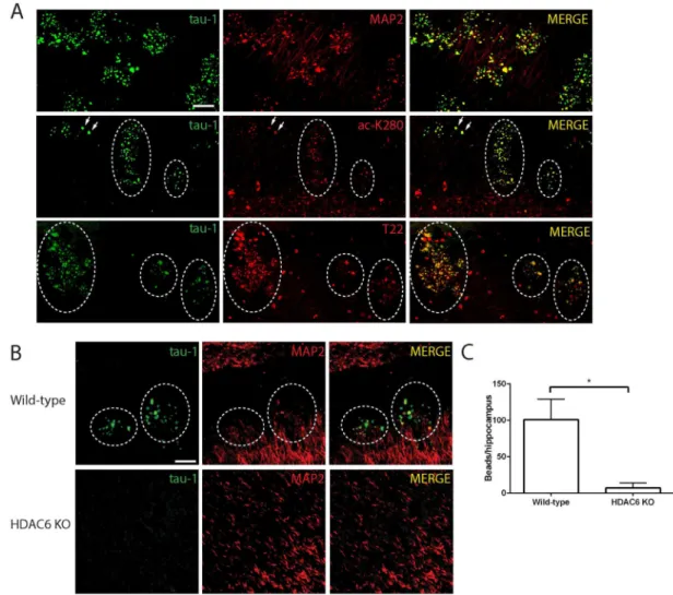 Figure 5. Acetylated oligomeric tau-1 IR  clusters develop in aged wild-type mice and are reduced  in HDAC6 KO mice