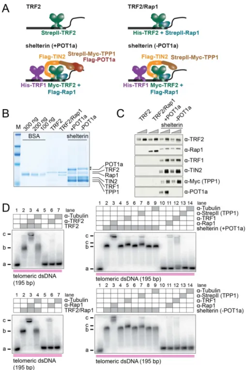 Figure 1. Purification and biochemical characterization of shelterin complexes