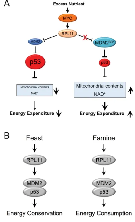 Figure 7. RPL11-MDM2-p53 pathway senses nutrient availability and regulates energy  expenditure