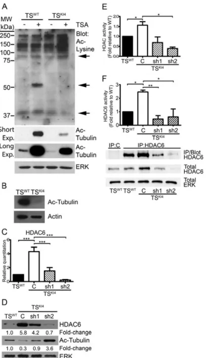 Figure 1. TS KI4  cells exhibit reduced protein acetylation due to increased expression of HDAC6 Ablation of MAP3K4 kinase activity reduces the acetylation of several proteins.