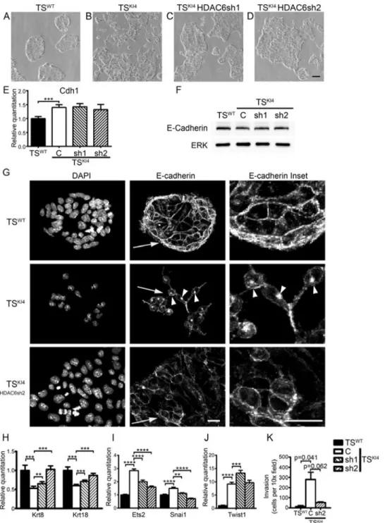 Figure 2. HDAC6 represses epithelial features in TS cells