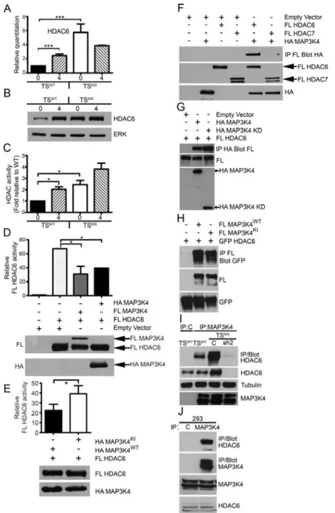 Figure 3. MAP3K4 regulates HDAC6 expression and activity during normal TS cell  differentiation and EMT through direct protein-protein interaction