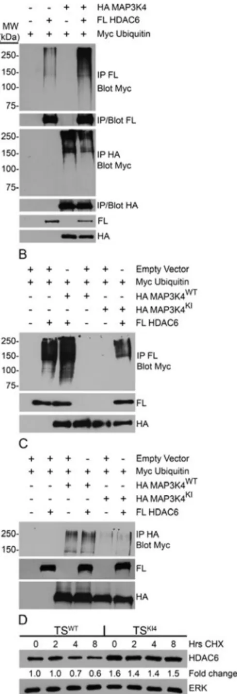 Figure 4. MAP3K4 promotes the ubiquitination and degradation of HDAC6