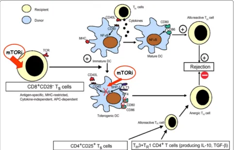 Fig. 1 A potential mTOR inhibithor-modulated immune mechanism. The figure summarized the possible tolerogenic effect induced by mTOR inhibition through a specific sequence of events characterized by an increase in circulating C8+C28− Ts followed by a signi