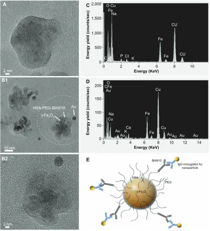 Figure 2 hrTeM images of the cy7-maghemite/hsa-Peg (A) and cy7-maghemite/hsa-Peg-BaM10 nanoparticles (B1 and B2) obtained after the immunogold labeling with the anti-mouse Igg-conjugated gold nanoparticles of 6 nm, and their corresponding eDs spectra (C an