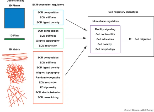 Figure 1: Dimensional regulation of cell migration. Illustration of the numerous unique  ECM-dependent regulators (center column) associated with migration  2D, 1D, and 3D  environments