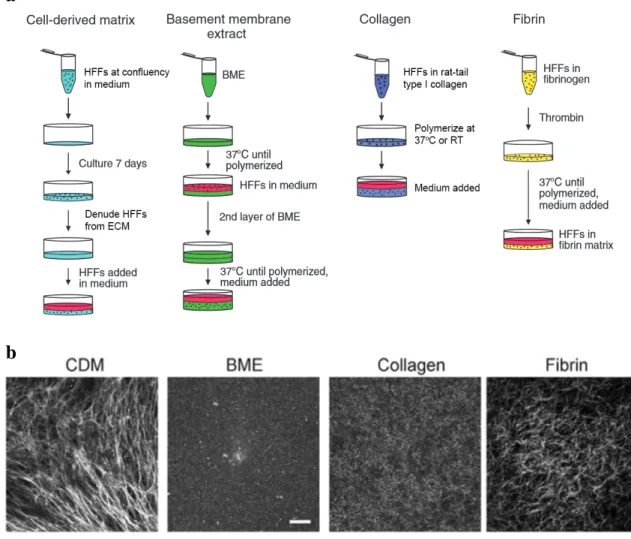 Figure 2:  Examples 3D in vitro ECM models and their generation.  a  Simplified  methodology for preparation of 3D in vitro cell-derived matrix, basement membrane  extract, type I collagen, and fibrin ECM models