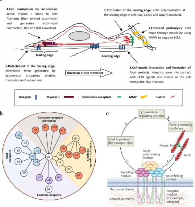 Figure 3: Extracellular matrix-driven cell migration a Sequential diagram of the  major events during mesenchymal cell migration