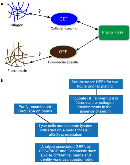 Figure 4:  Screen for ECM-specific regulation of Rac1 GEFs.  a  Central hypothesis: 