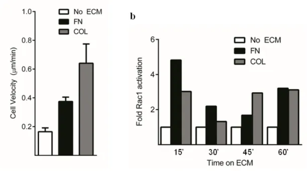 Figure 5:  FN and COL are sufficient to activate Rac1 and trigger cell motility.  a  HFFs were allowed to reach steady-state migration overnight in the absence of serum on  dishes coated with 10 µg/ml fibronectin (FN) or 50 µg/ml type I collagen (COL)