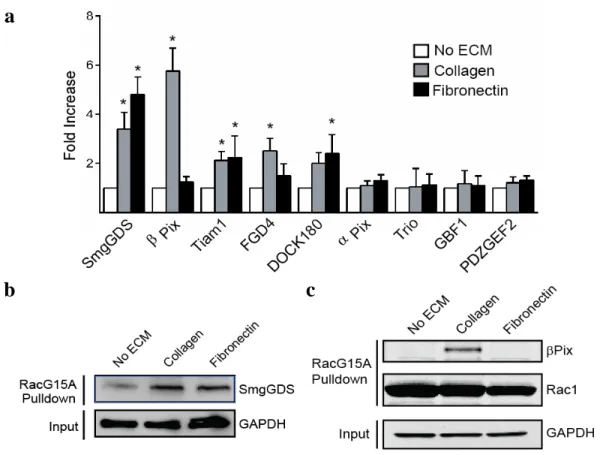 Figure 6:  Results of the ECM-GEF activity screen.  a  Quantification of western blot  band intensities of select GEFs isolated from the RacG15A ECM-GEF screen