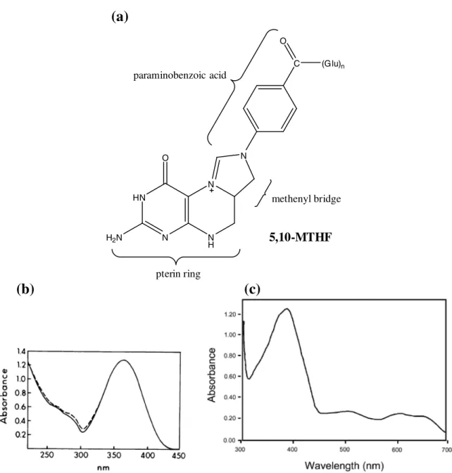 Figure 2. Chemical structure and absorption spectra of 5,10-MTHF. (a) Chemical structure of 5,10-MTHF