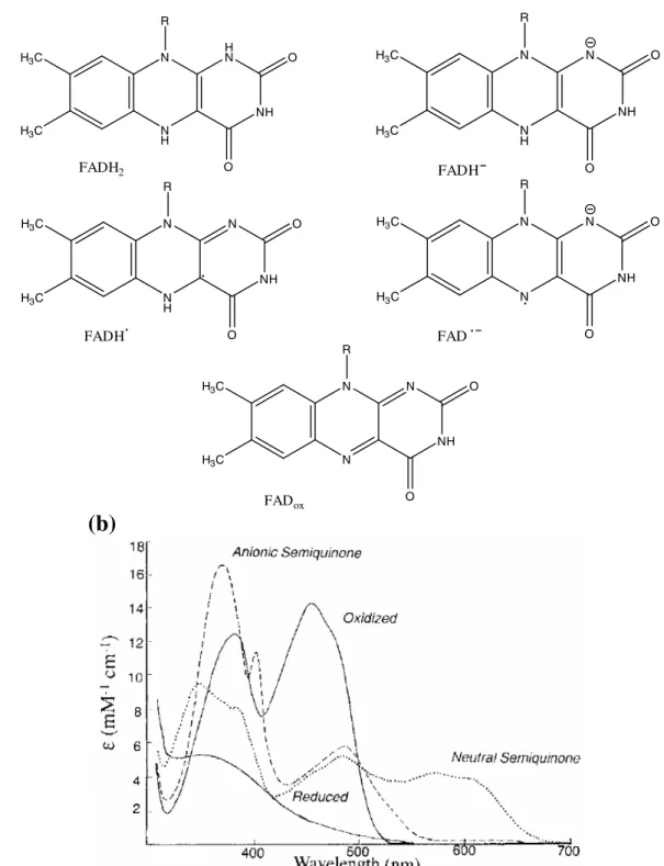 Figure 4. Flavin redox states and absorption spectra. (a) Chemical structures of the different flavin redox states: fully reduced neutral flavin (FADH 2 ), fully reduced anionic flavin (FADH¯ ), anionic semiquinone radical flavin (FAD˚¯ ), neutral semiquin