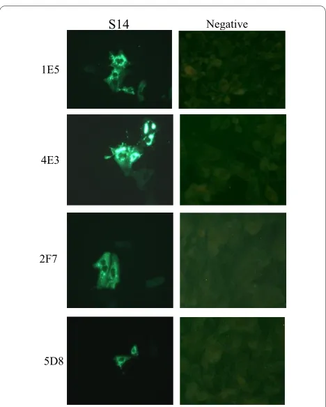 Figure 3 Detection of S12 σB protein by indirect immunofluores-cence assay on Vero cells infected with S12