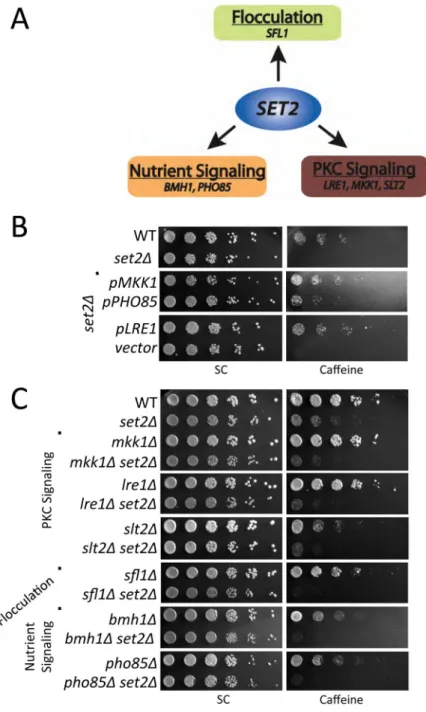 Figure 2. Nutrient response and PKC signaling pathways genetically interact with SET2