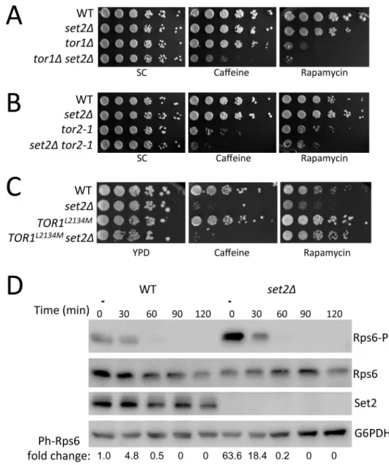 Figure 3. Set2 is required for proper nutrient stress response signaling