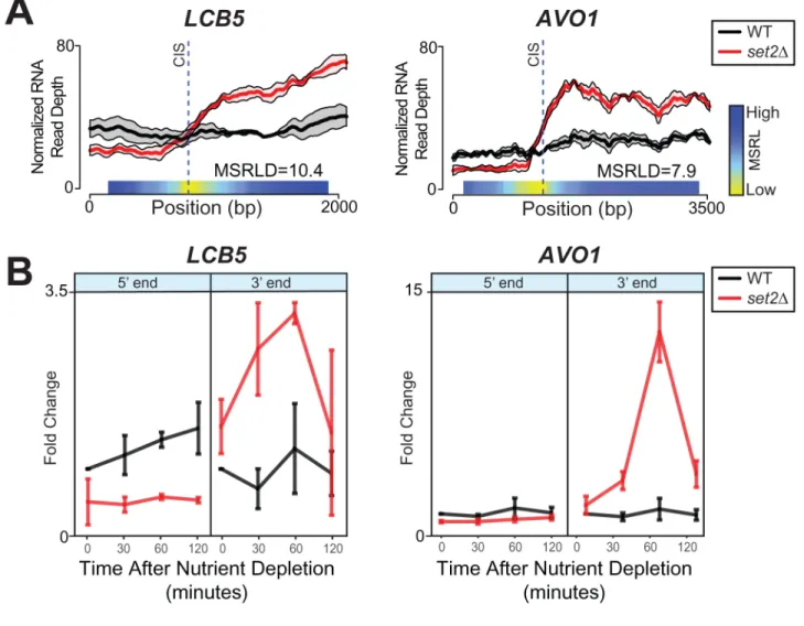 Figure 5. Nutrient depletion leads to sense cryptic initiation in the absence of Set2 A