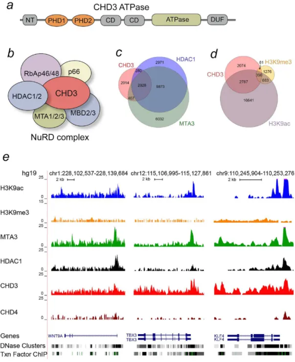 Figure 1. CHD3 co-localizes with HDAC1 and H3K9ac at NuRD-target genes