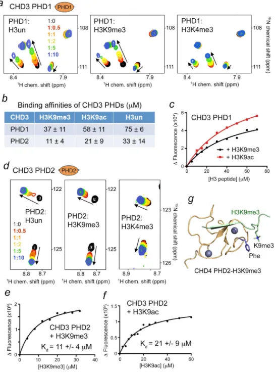Figure 2. PTMs on H3K9 enhance binding of the CHD3 PHD fingers to the H3 tail