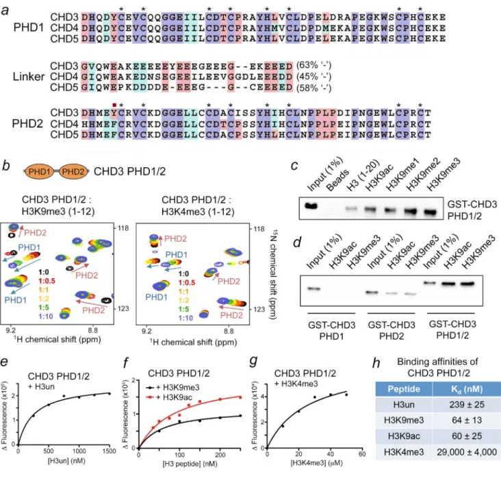 Figure 3. Histone-binding activity is conserved in the linked CHD3 PHD1/2