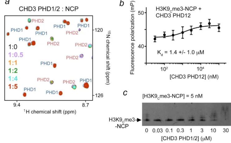 Figure 4. Natively linked PHDs engage histone H3 tails in nucleosomes