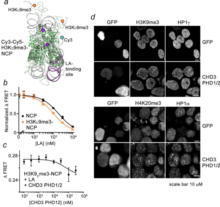Figure 5. CHD3 PHDs decrease H3K9 C me3-NCP stability and alter the heterochromatin  structure