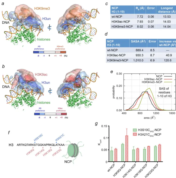 Figure 6. An increase in hydrophobicity of H3K9 facilitates dissociation of histone H3 tail from  NCP