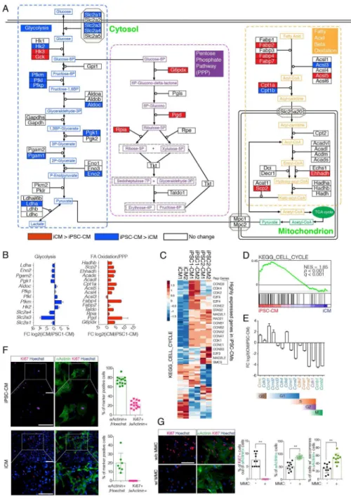 Figure 4. Differences in Metabolic and Cell Cycle Status of iCMs and iPSC-CMs
