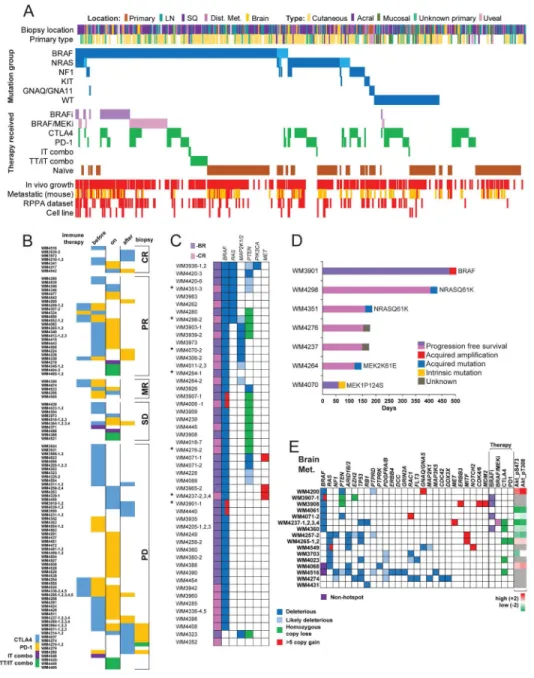 Figure 3. Overview of PDX collection, immune therapy, targeted therapy resistant, and brain  metastasis derived subsets