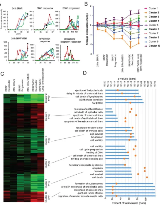 Figure 6. Protein pathway activation over time and in response to MAPK inhibition