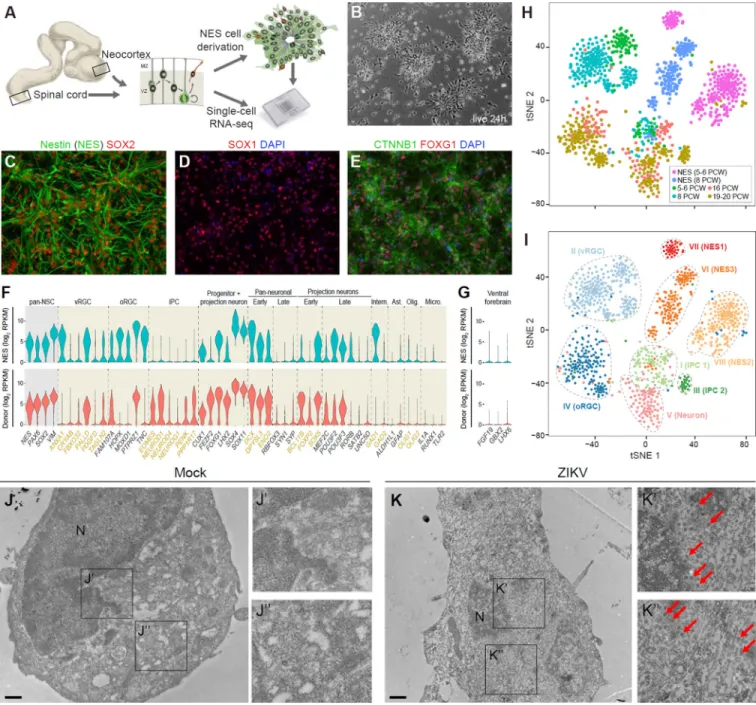 Figure 1. Derivation, Profiling and ZIKV infection of NES Cells